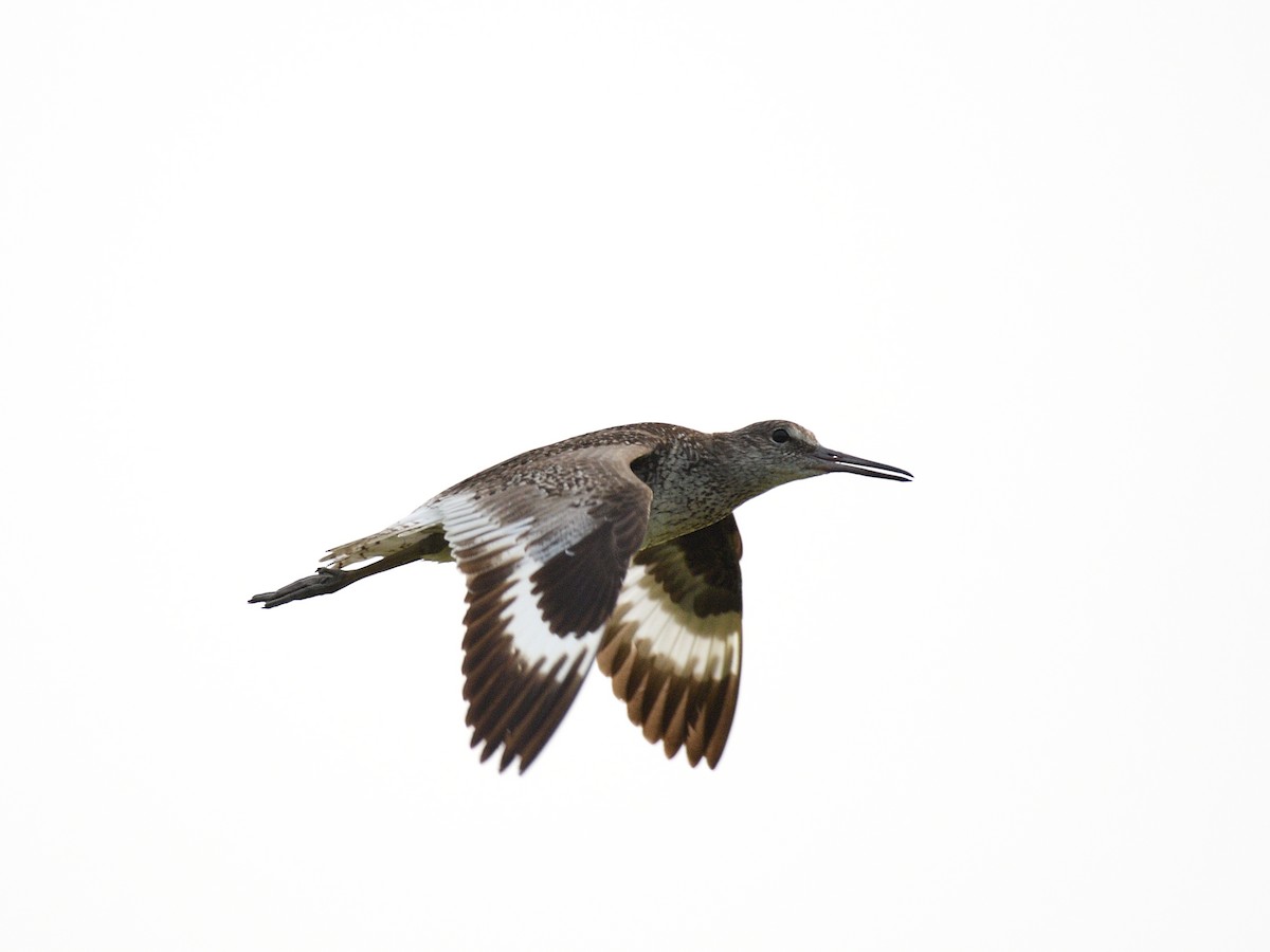 Willet - ML108527561