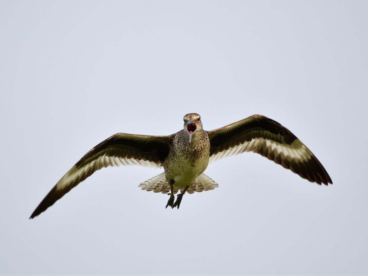 Willet - ML108527571