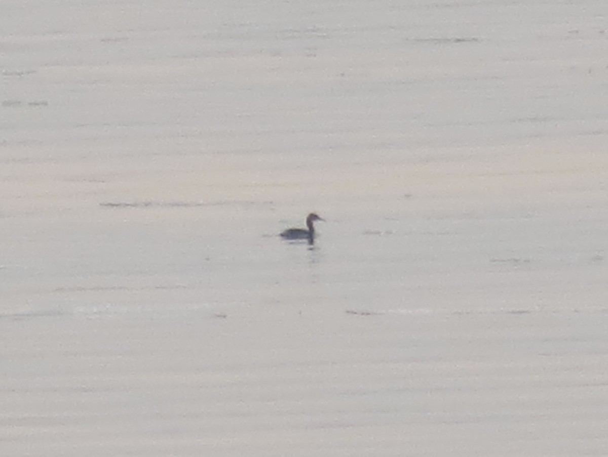 Red-necked Grebe - ML108528161