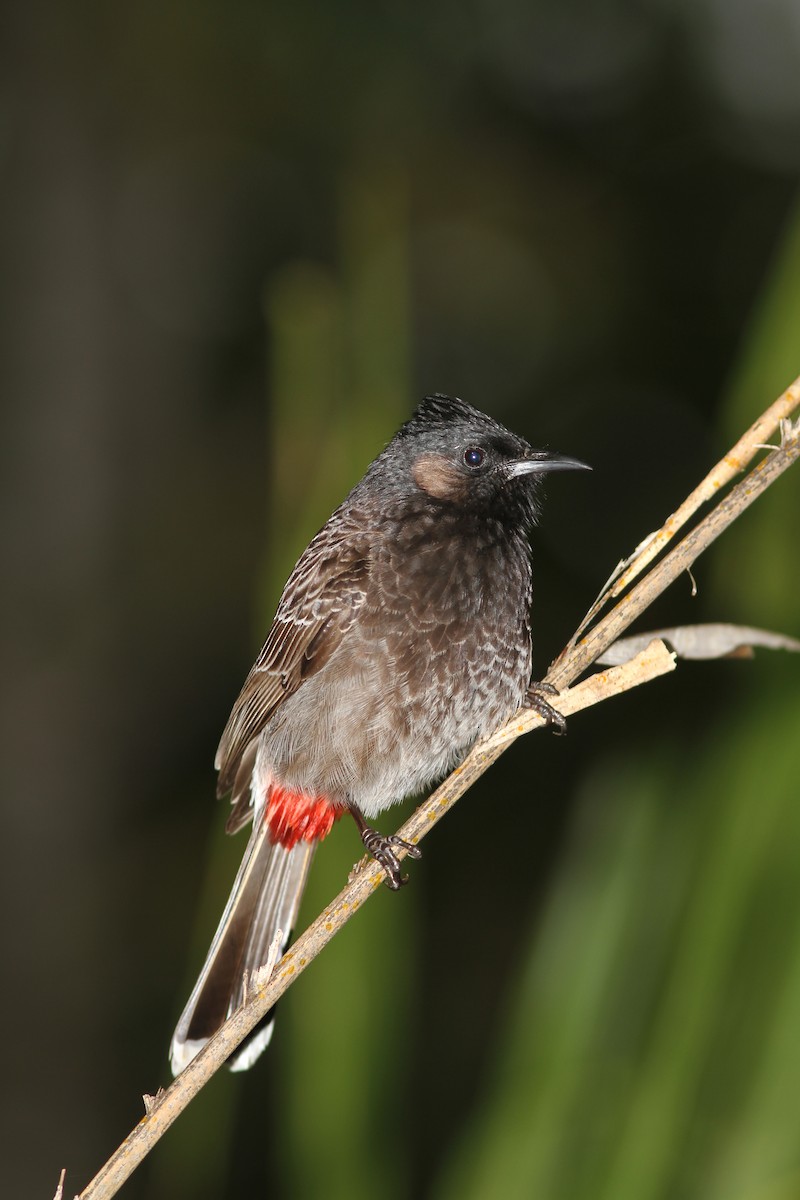 Red-vented Bulbul - ML108528191