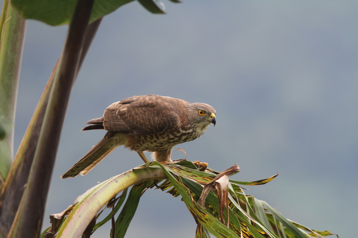 Fiji Goshawk - ML108529211