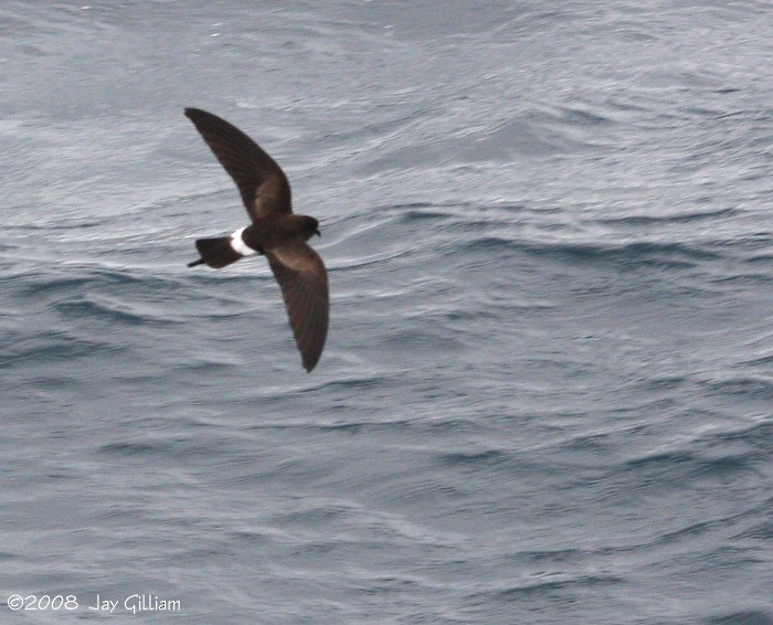 Elliot's Storm-Petrel - Jay Gilliam