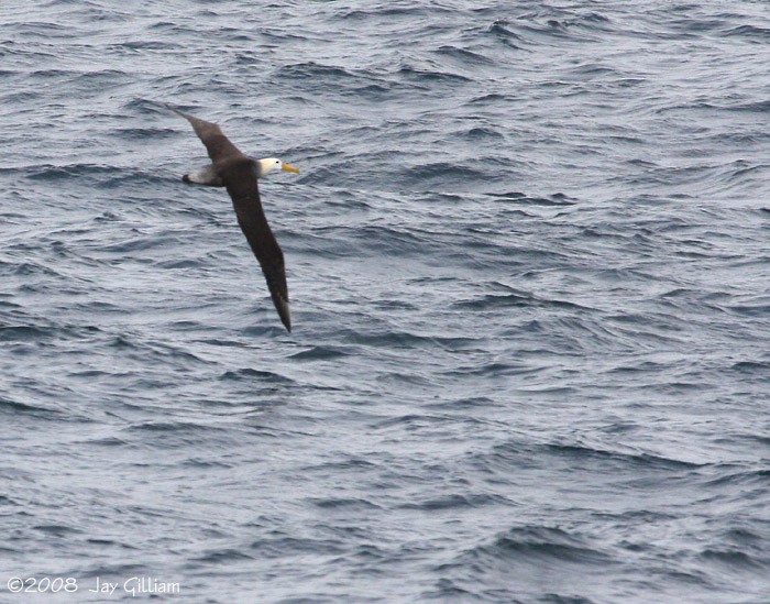 Waved Albatross - ML108529551