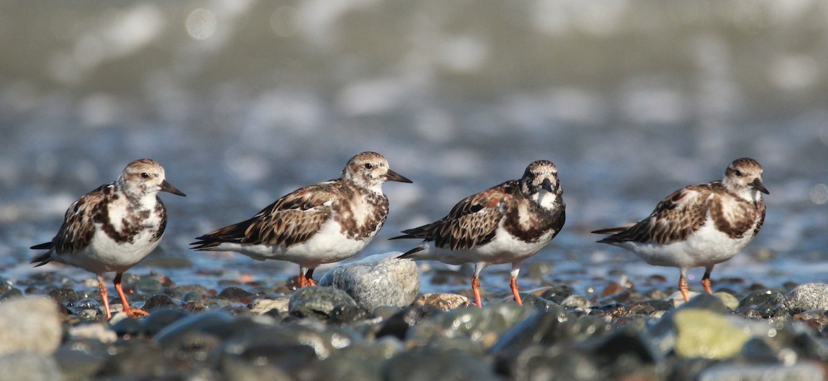 Ruddy Turnstone - ML108529711