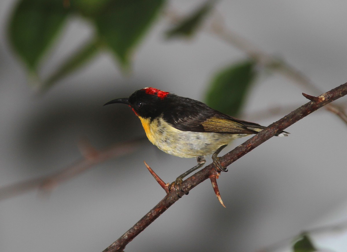 Sulphur-breasted Myzomela - ML108530951