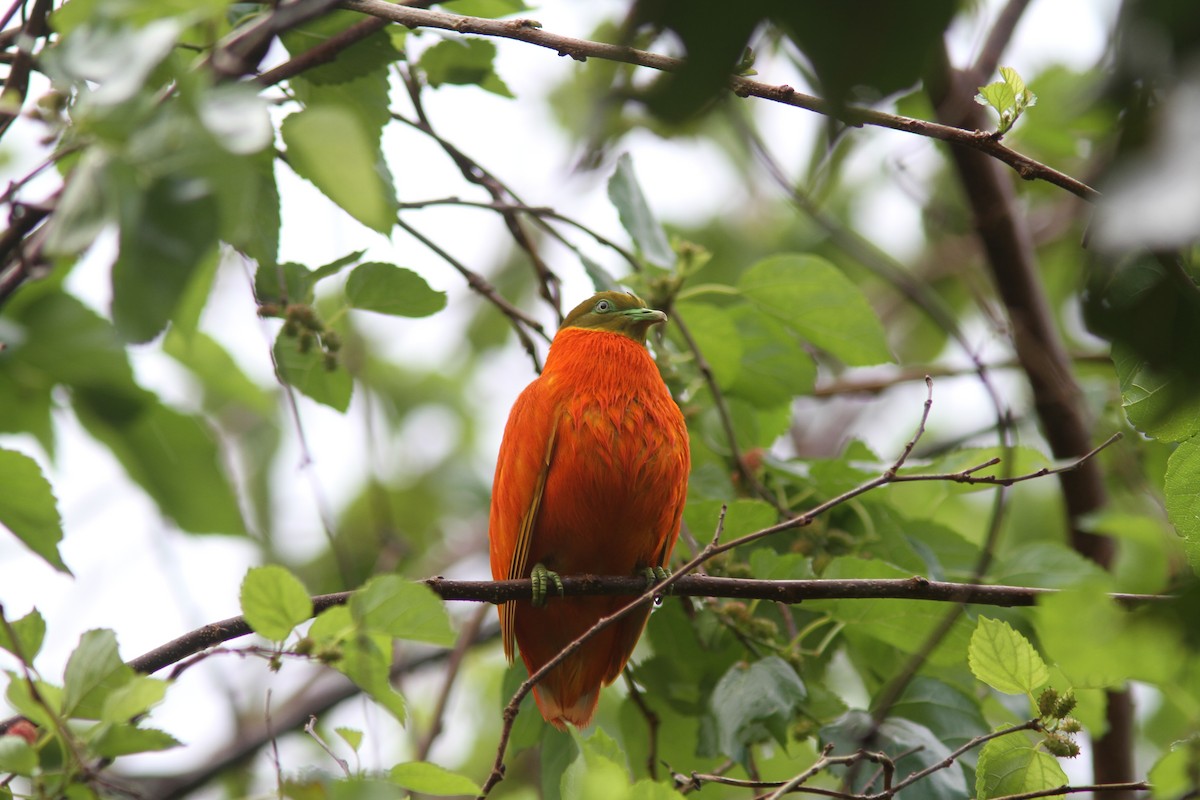 Orange Dove - Guy Poisson