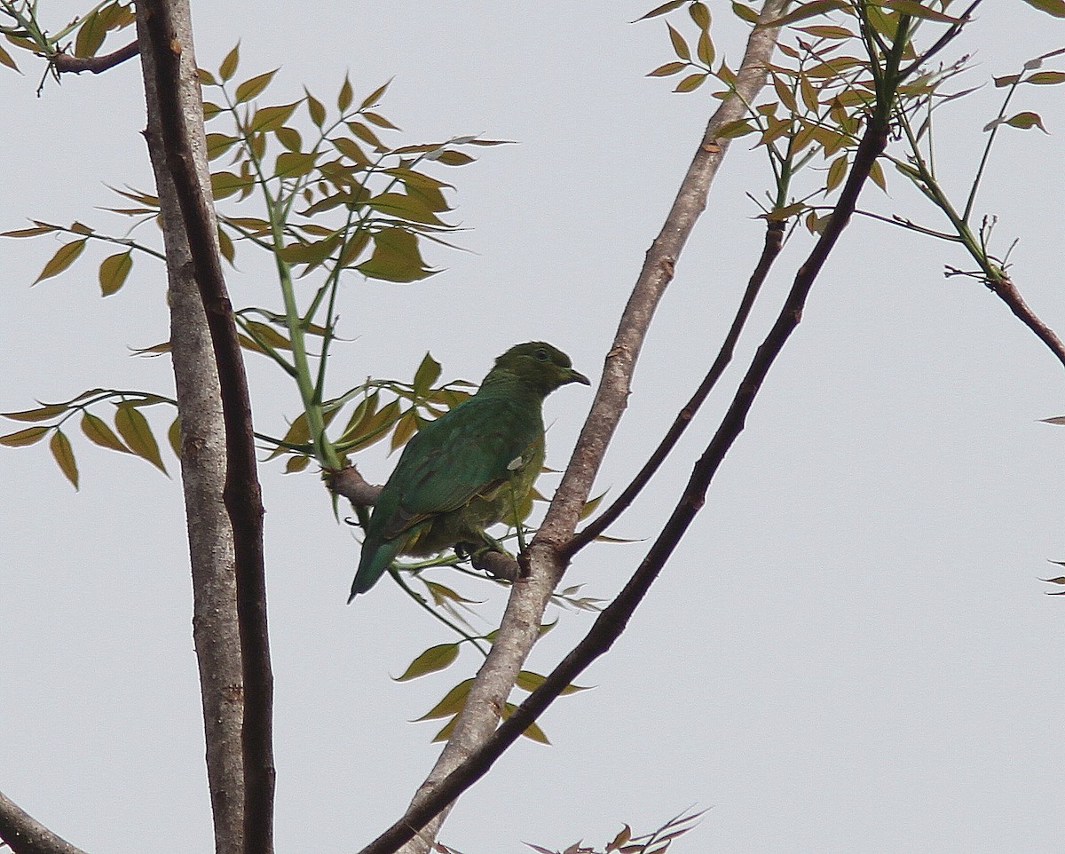 Golden Dove - ML108531321