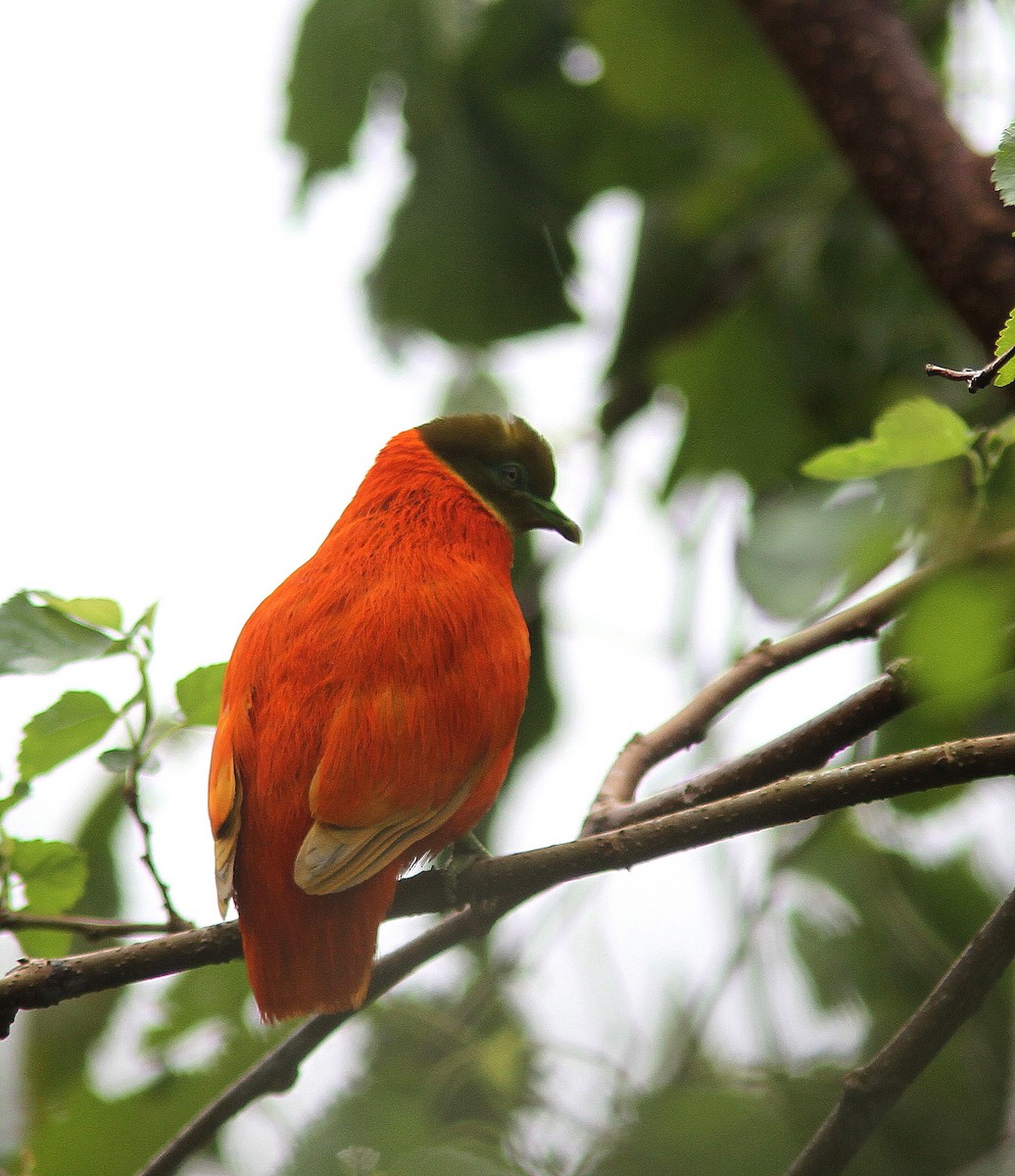 Orange Dove - Guy Poisson
