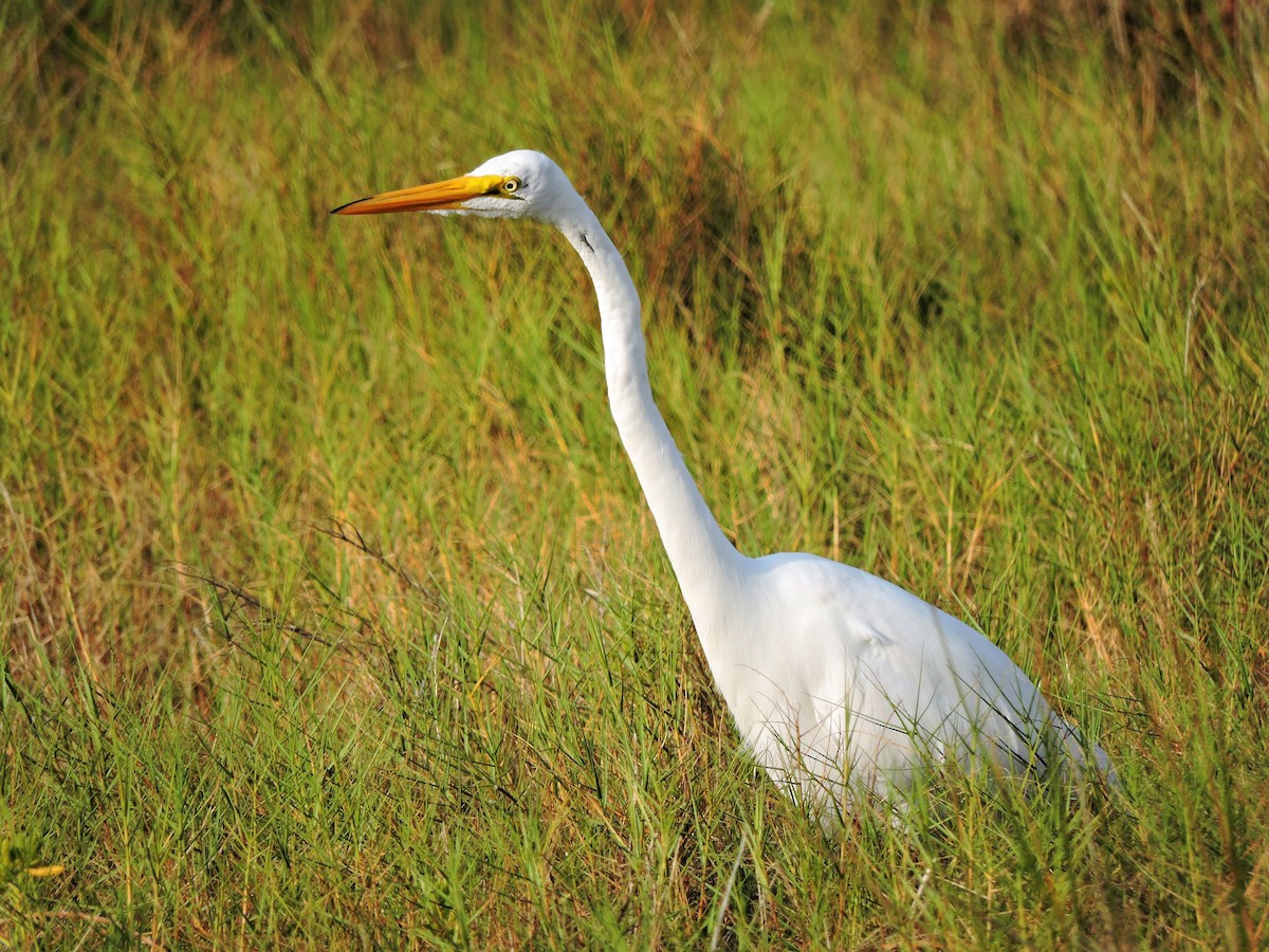 Great Egret - S. K.  Jones