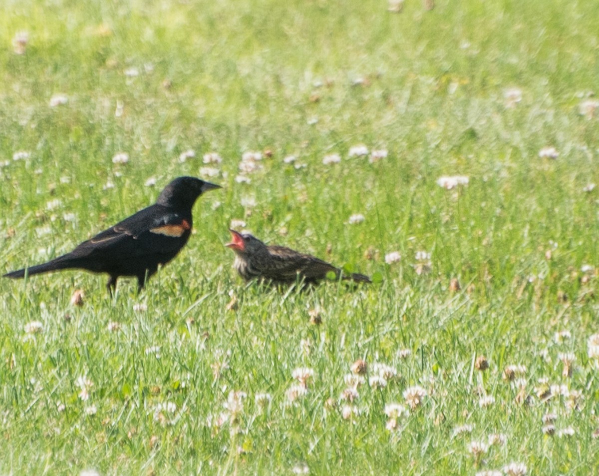 Red-winged Blackbird - ML108532631