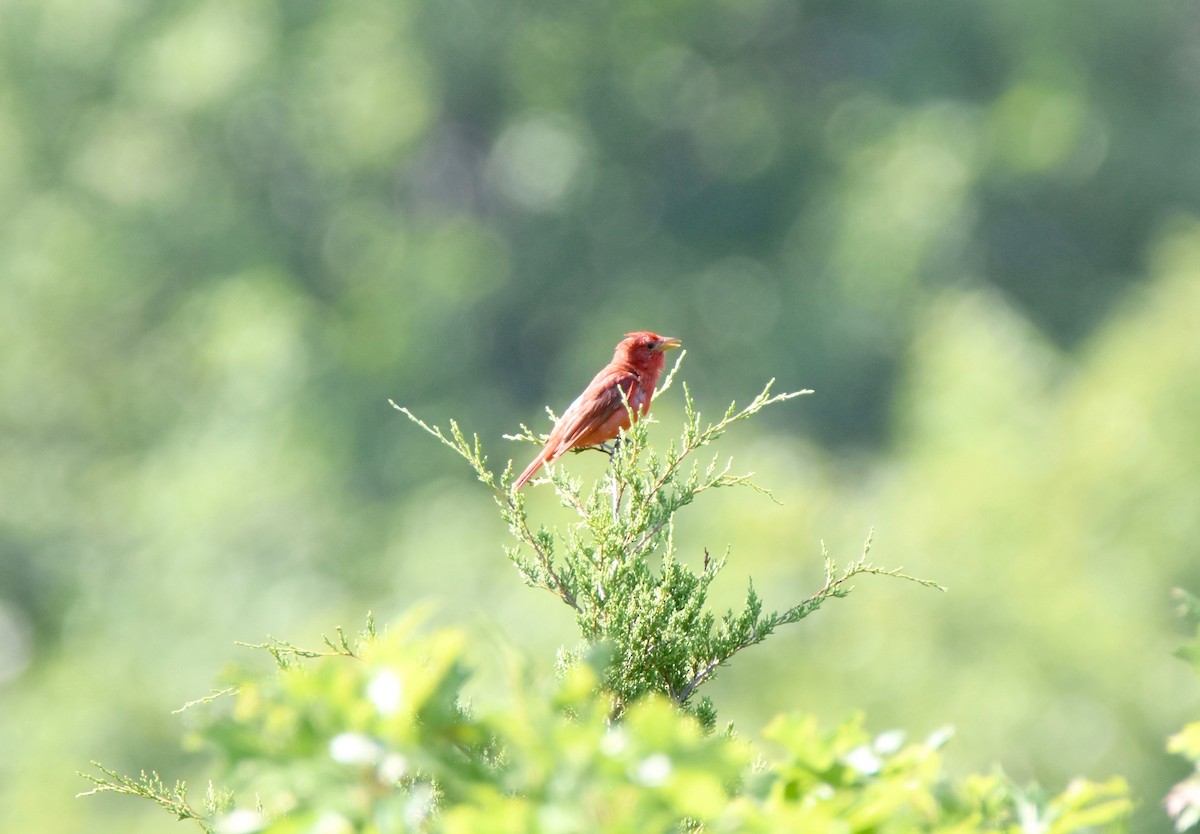 Summer Tanager - Pete Monacell