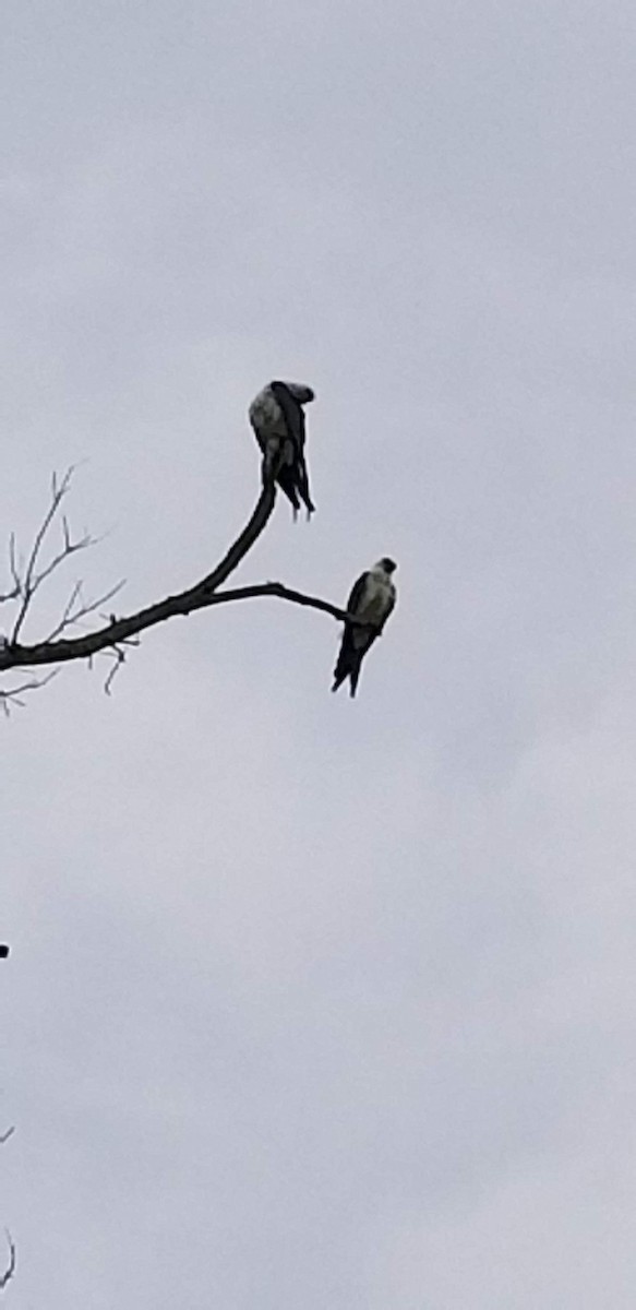 Swallow-tailed Kite - ML108533151