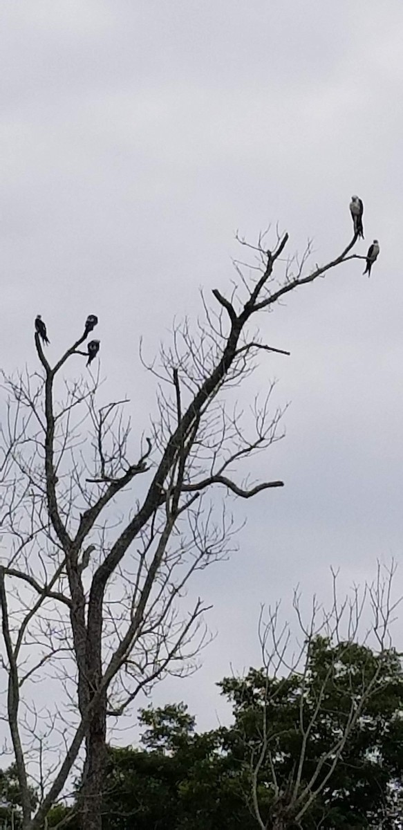 Swallow-tailed Kite - ML108533231