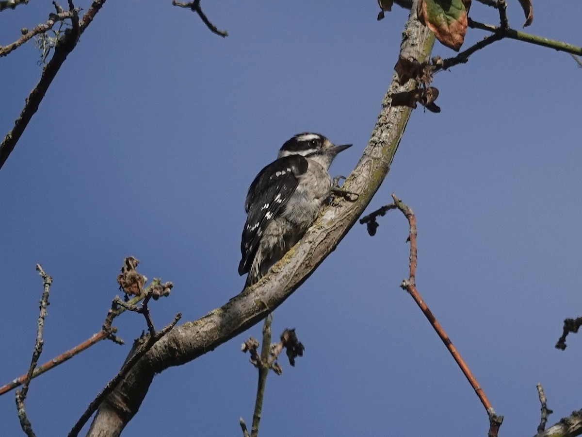 Downy Woodpecker - Norman Uyeda