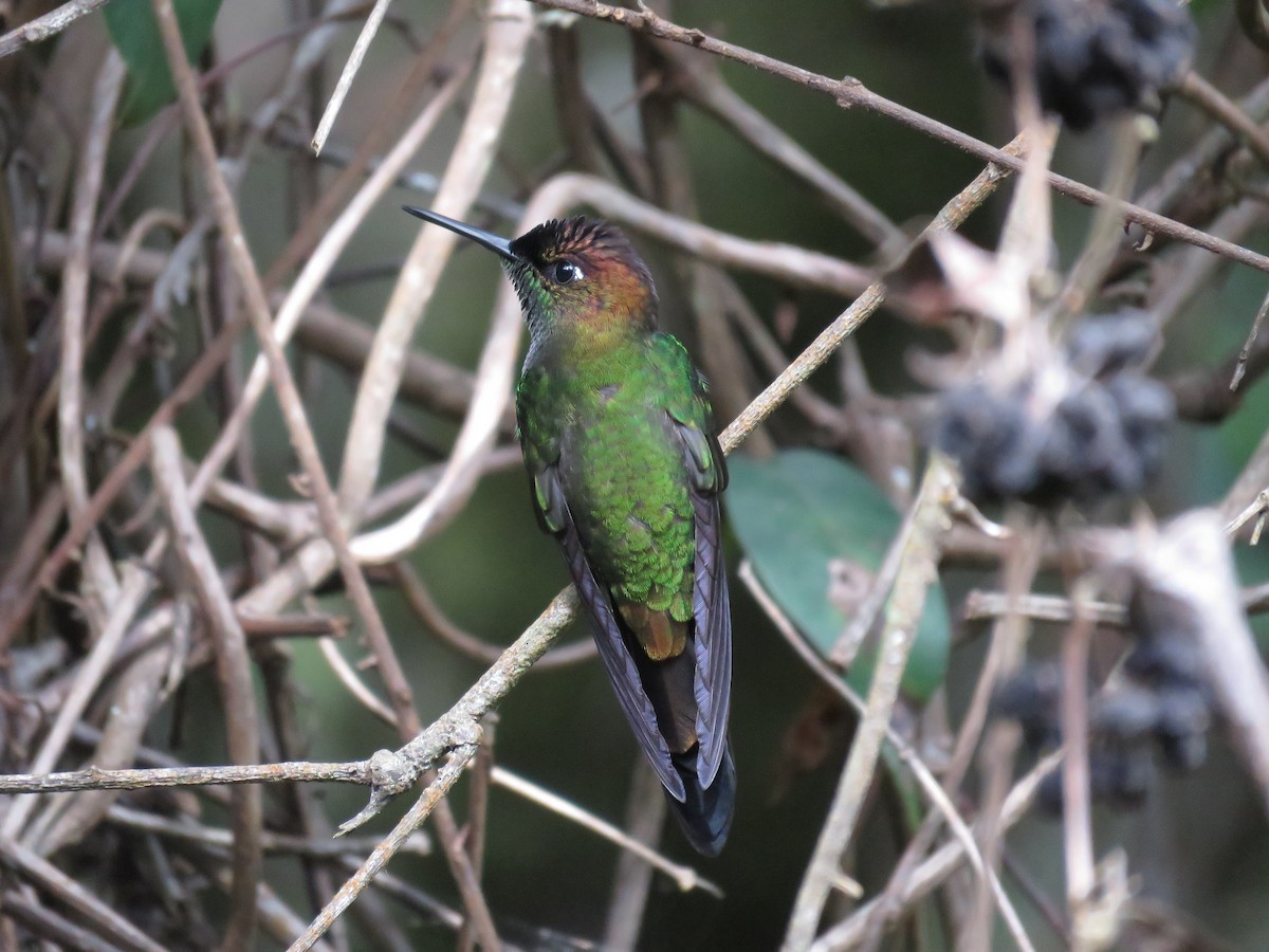 Violet-fronted Brilliant - Miguel Alvan