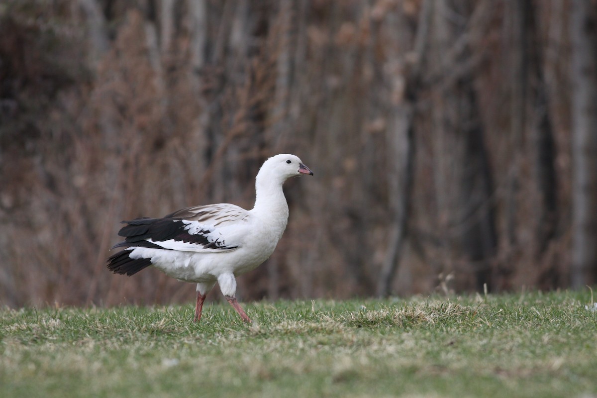 Andean Goose - Julio Recordon