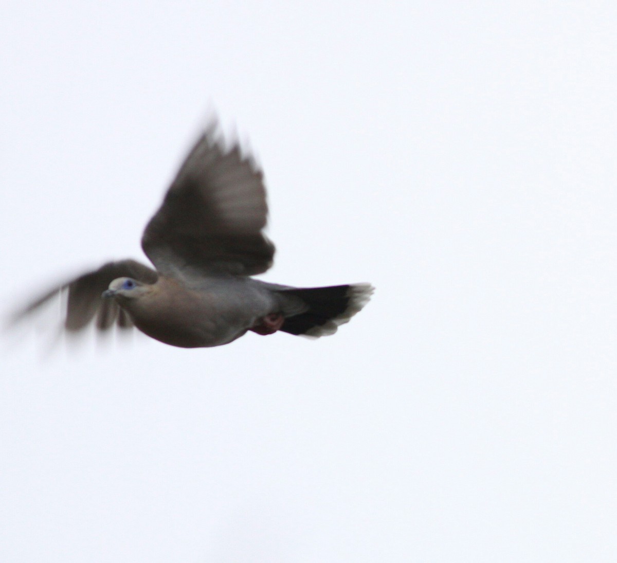 West Peruvian Dove - ML108535791