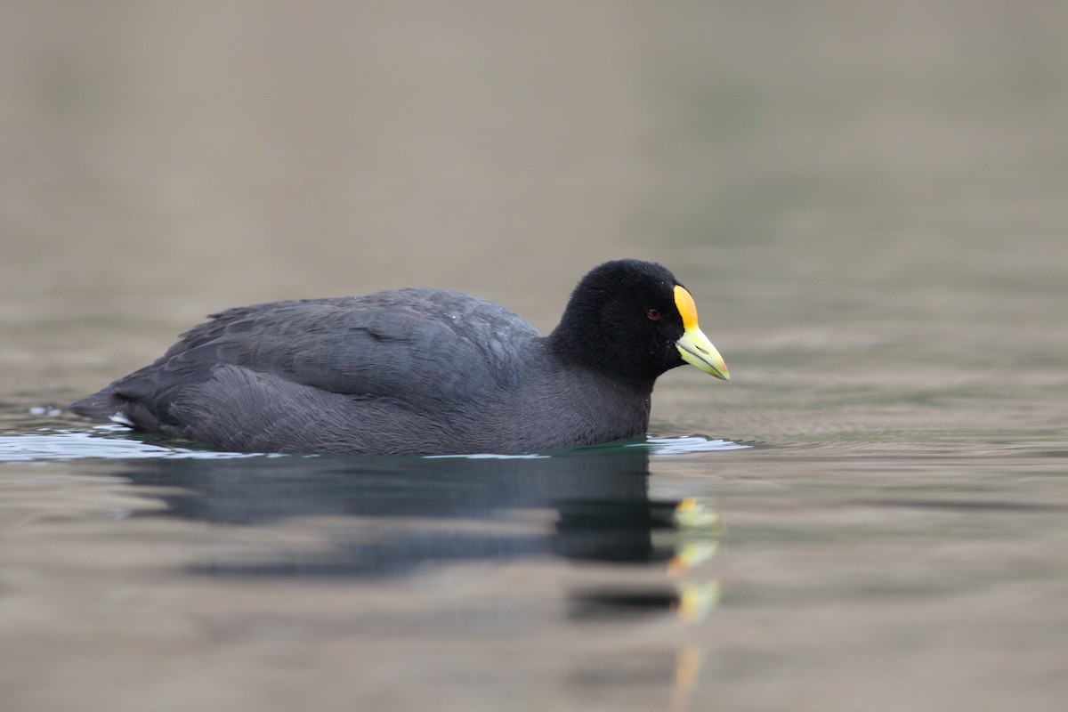 White-winged Coot - Julio Recordon