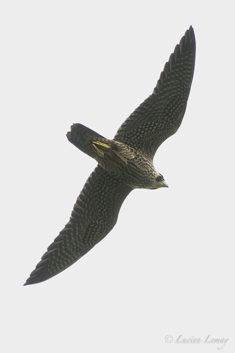 Halcón Peregrino - ML108536001