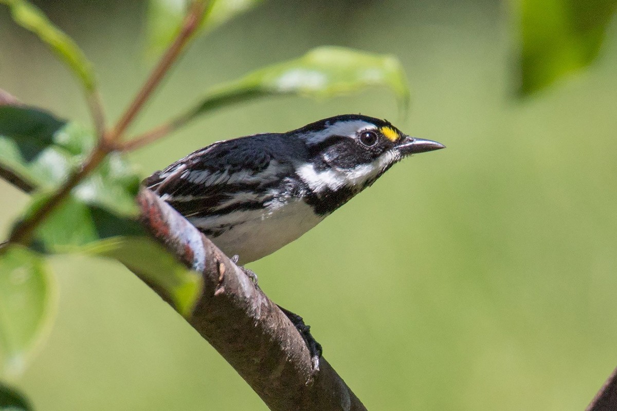 Black-throated Gray Warbler - ML108536021