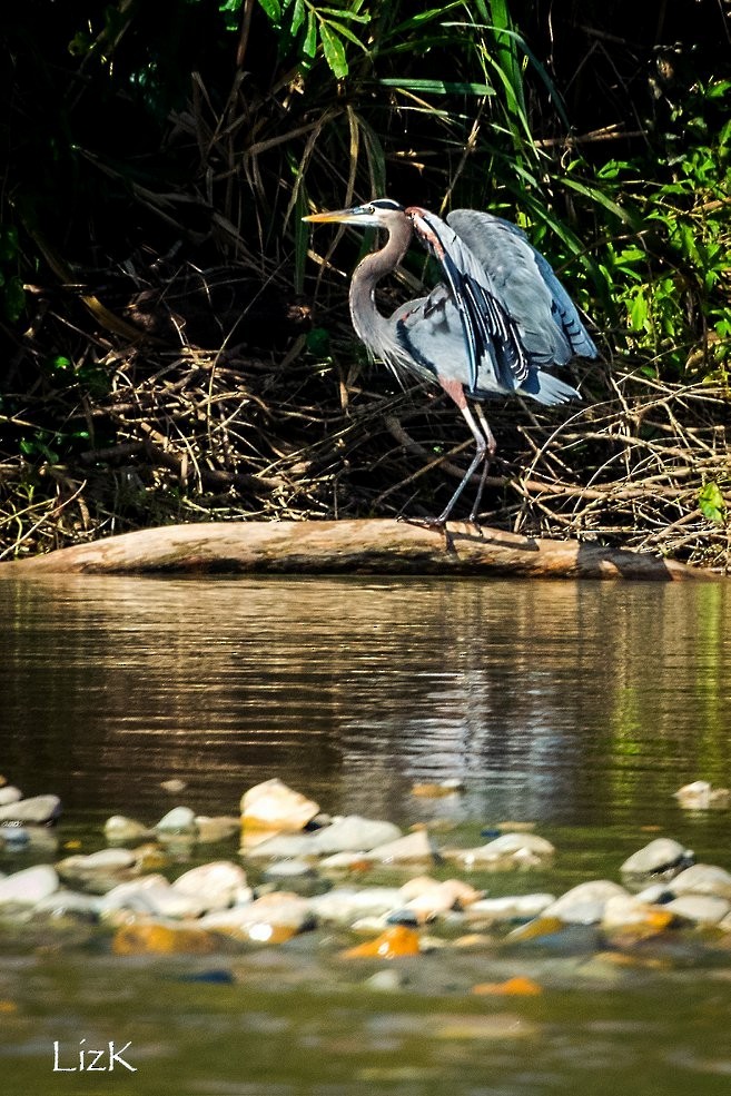 Great Blue Heron (Great Blue) - ML108536041