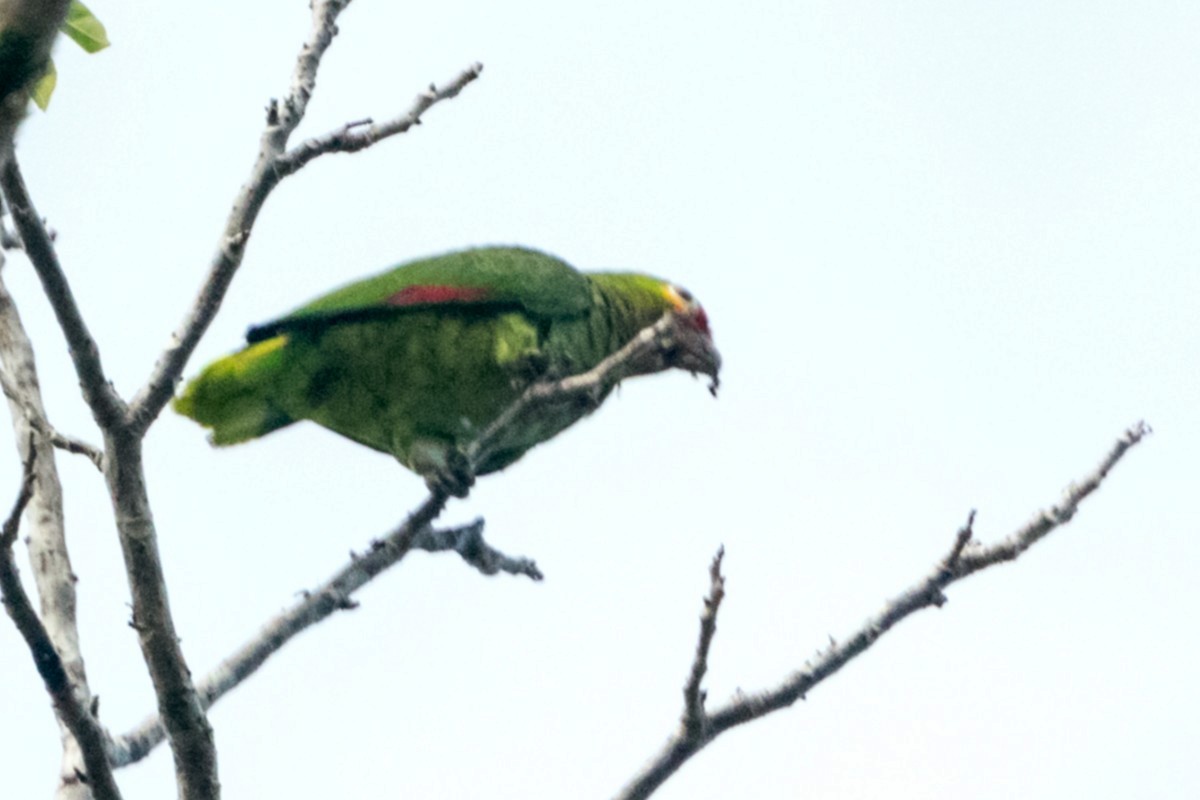 Red-lored Parrot - ML108536281