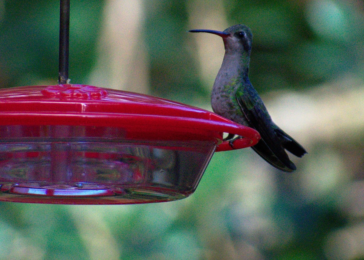 Broad-billed Hummingbird - ML108536731