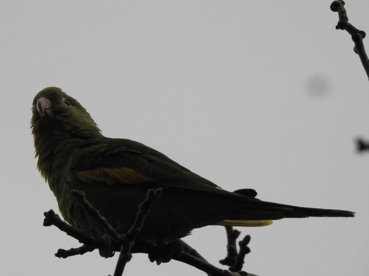 Yellow-chevroned Parakeet - Guillermo Costa