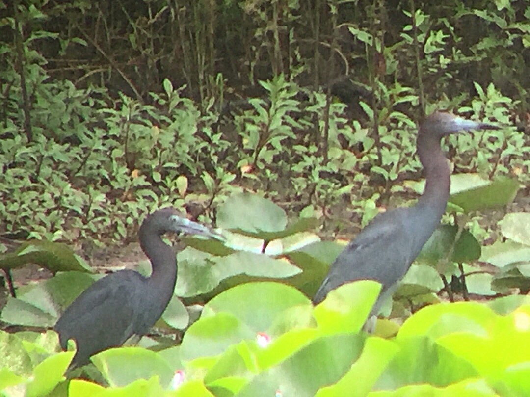 Little Blue Heron - ML108537651