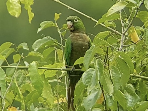 Olive-throated Parakeet - ML108539471