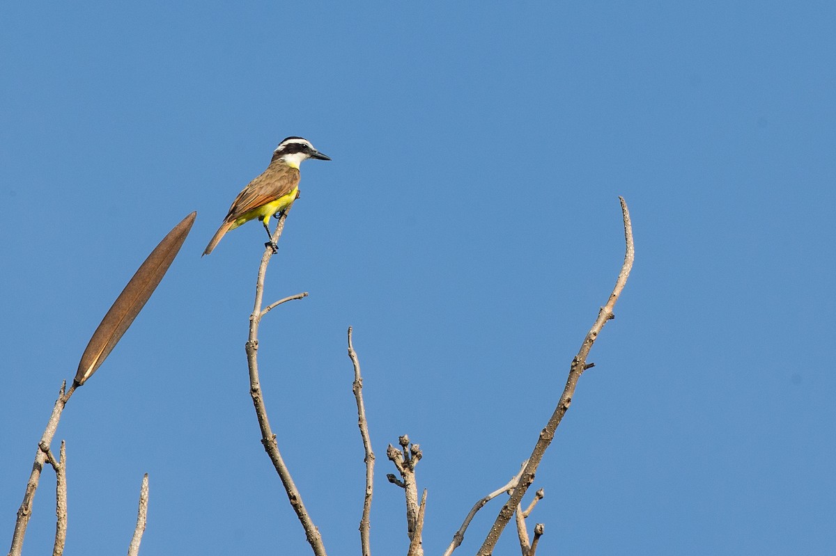 Great Kiskadee - ML108540221