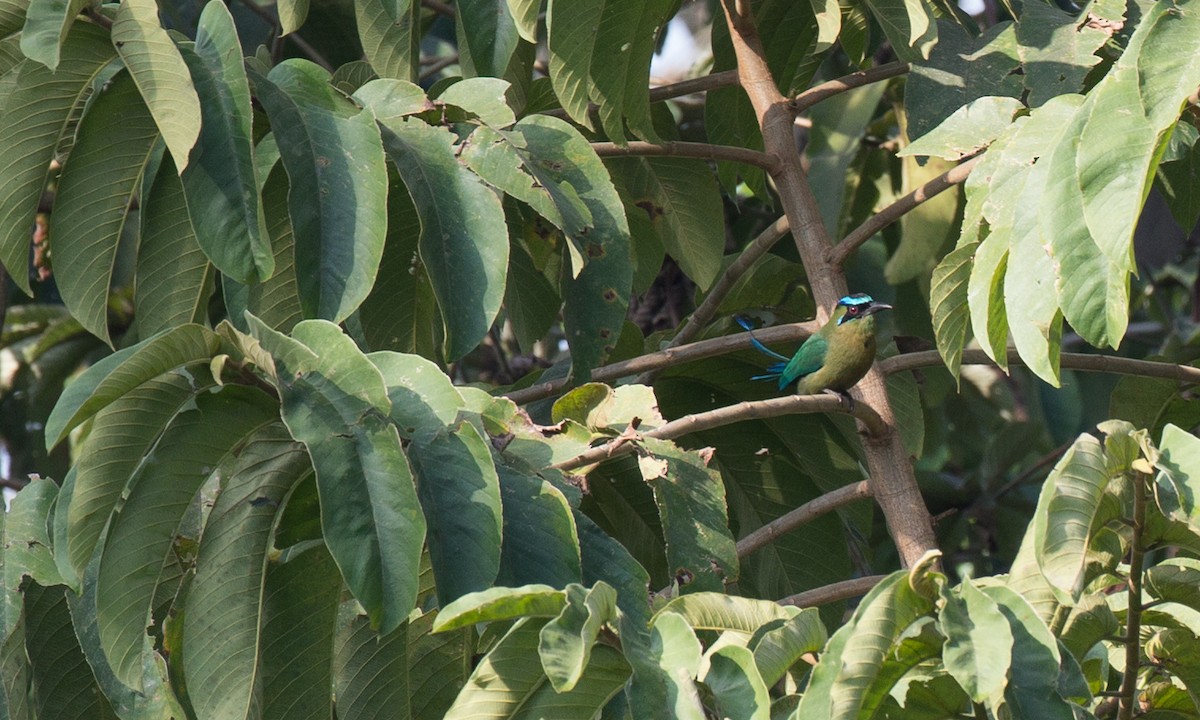 Lesson's Motmot - ML108540241