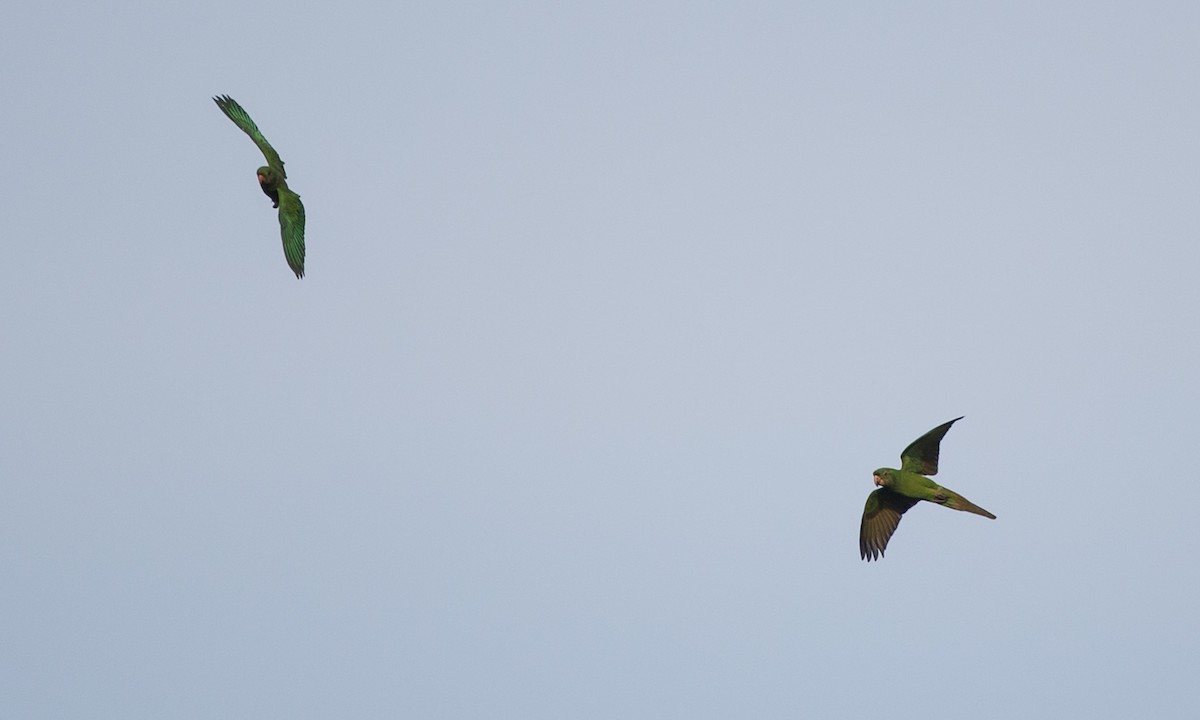 Pacific Parakeet - ML108540291