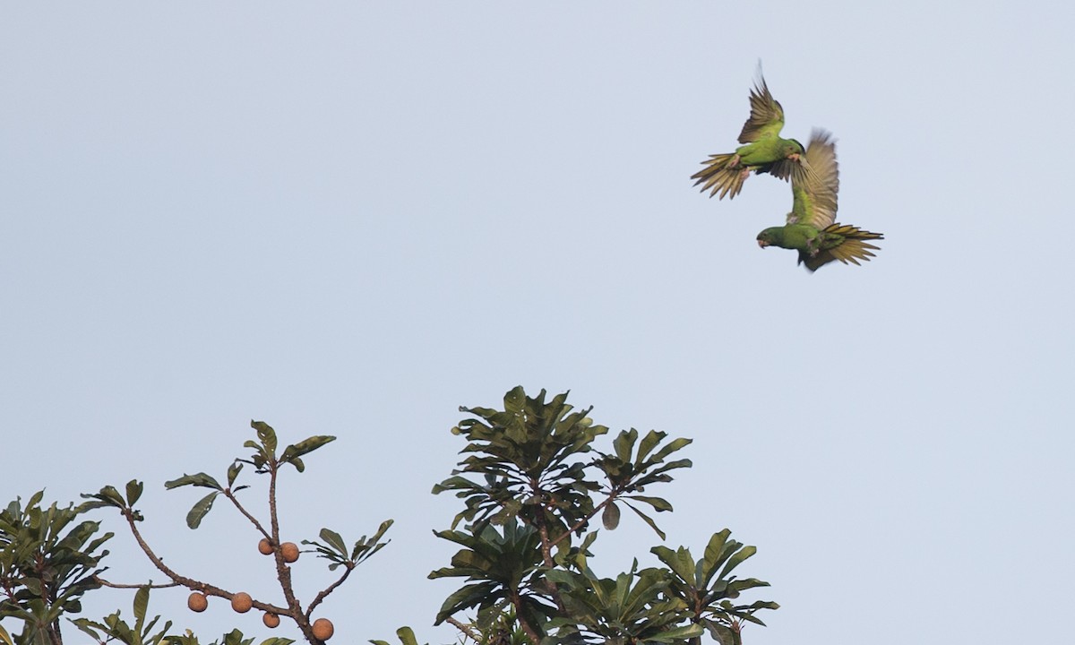 Pacific Parakeet - ML108540351