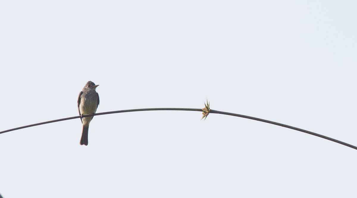 Northern Tropical Pewee - ML108540391