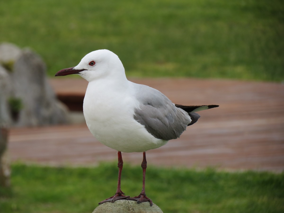 Hartlaub's Gull - Simon Bradfield