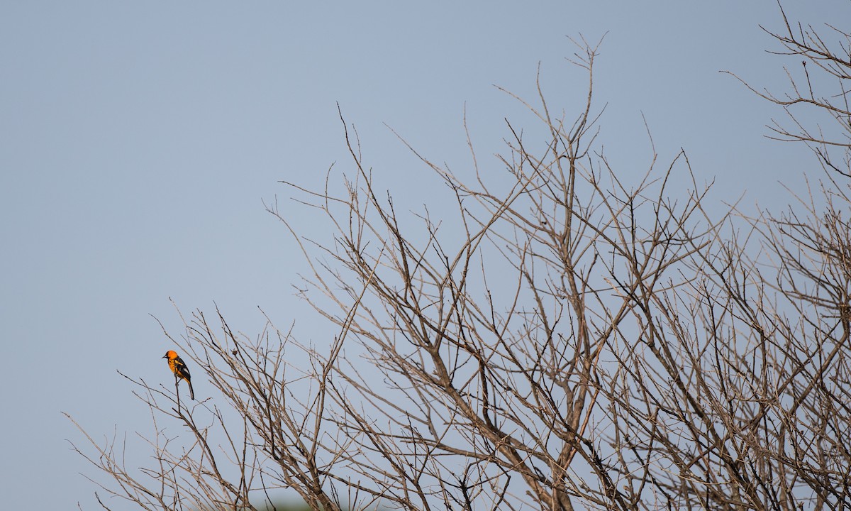 Spot-breasted Oriole - ML108540421