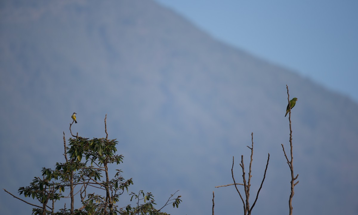 Pacific Parakeet - ML108540471