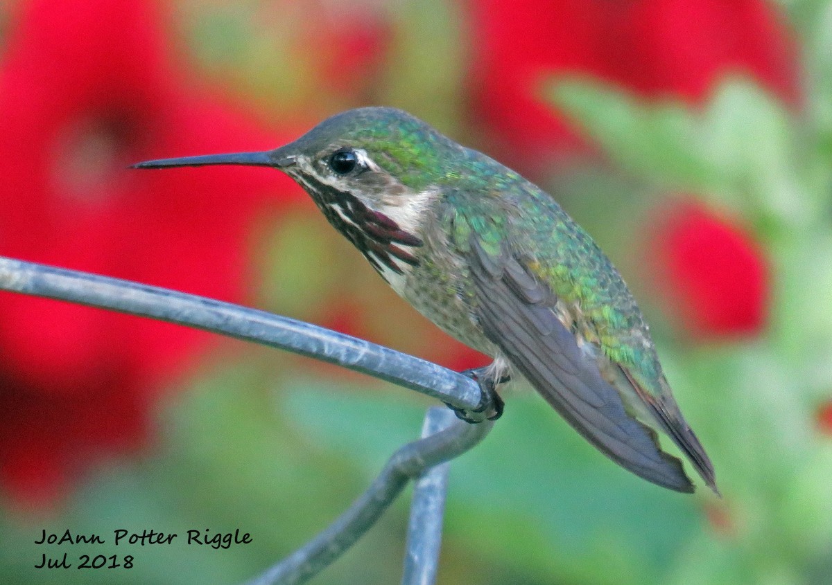 Calliope Hummingbird - JoAnn Potter Riggle 🦤