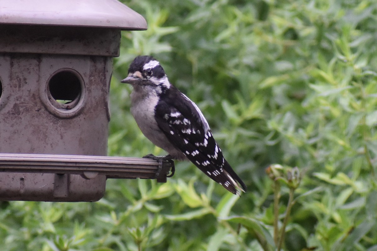 Downy Woodpecker - ML108540921