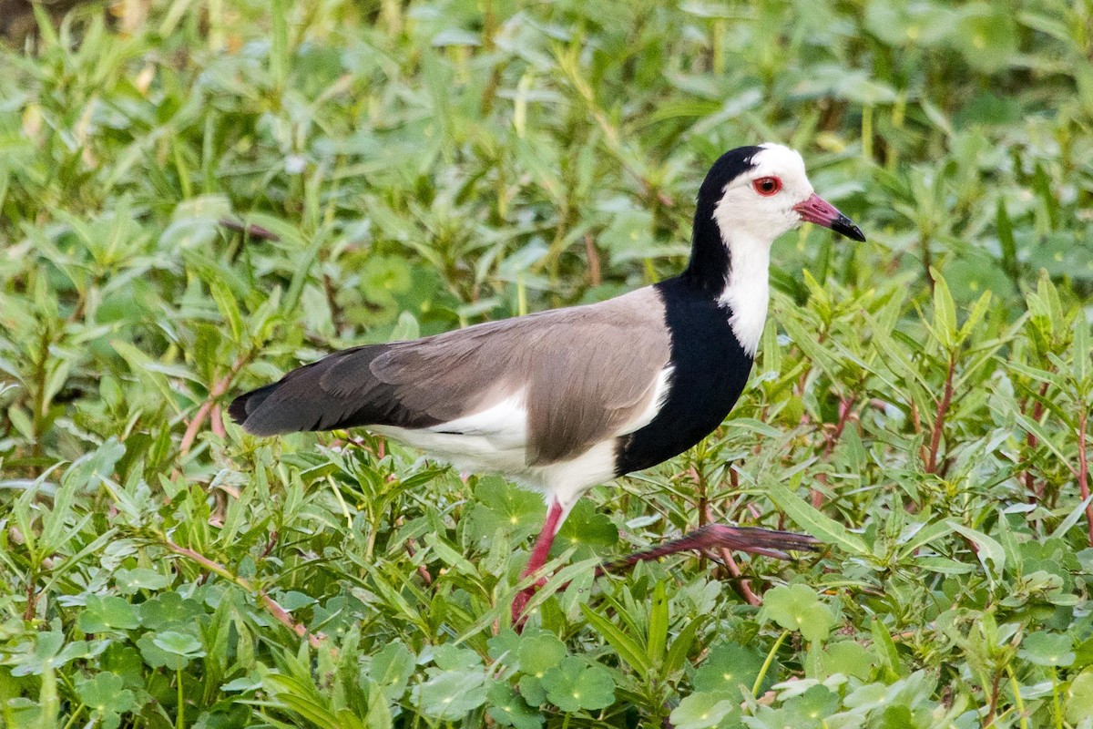 Long-toed Lapwing - Dan Harville