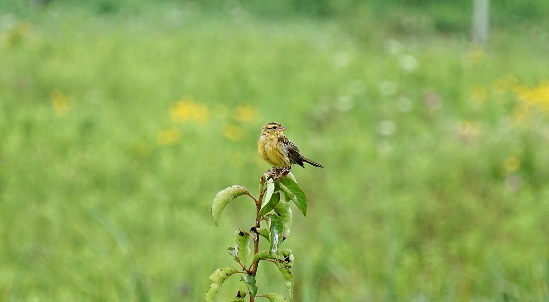 Bobolink - ML108542851