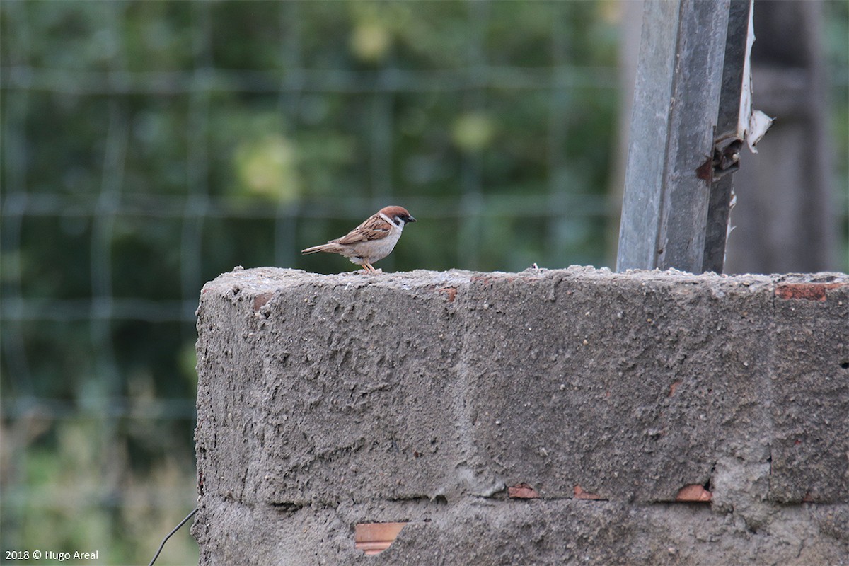 Eurasian Tree Sparrow - ML108543201