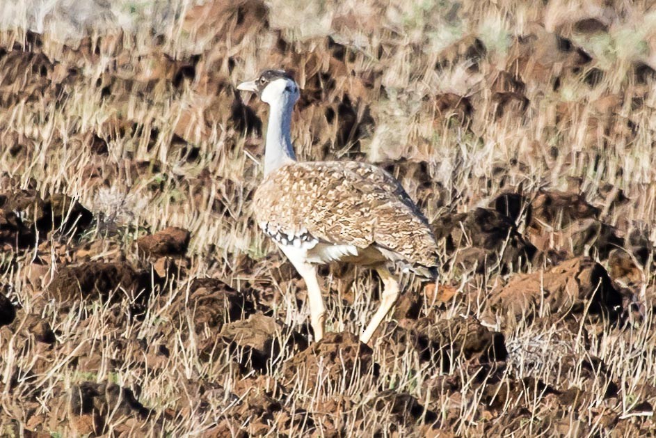 Heuglin's Bustard - ML108543351