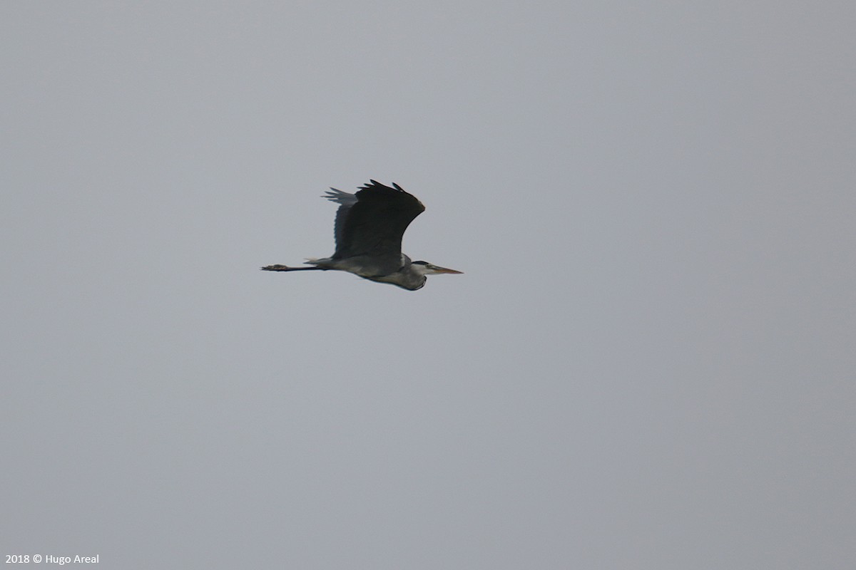 Gray Heron - ML108543511