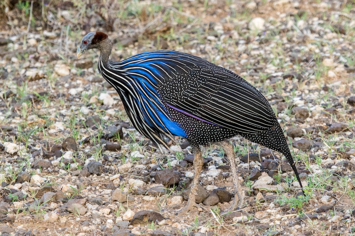 Vulturine Guineafowl - ML108543681