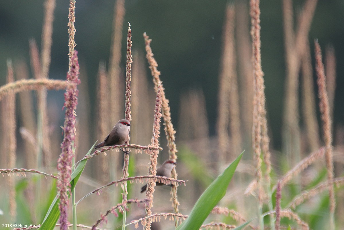 Common Waxbill - ML108543781