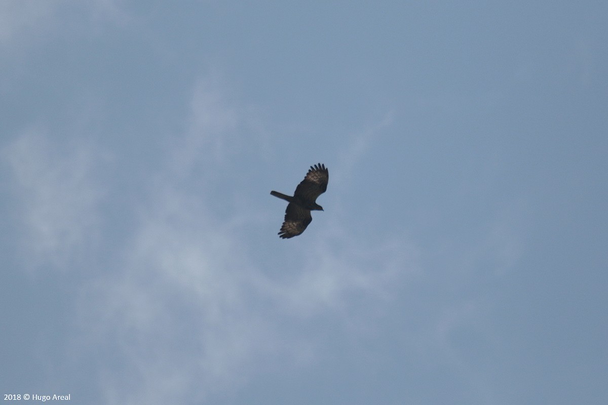 European Honey-buzzard - ML108543881