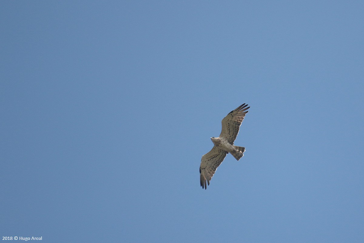 Short-toed Snake-Eagle - ML108544181