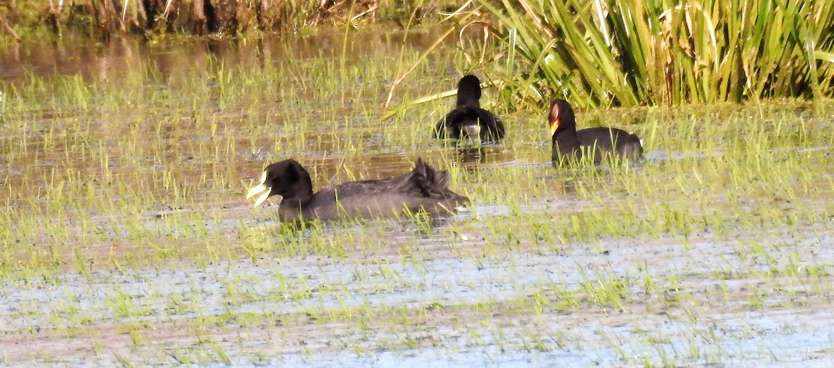 Foulque à front rouge - ML108545681